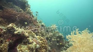 五颜六色的珊瑚和热带鱼。 珊瑚礁景观背景在<strong>深蓝</strong>色<strong>海洋</strong>中与鱼类和<strong>海洋</strong>生物。